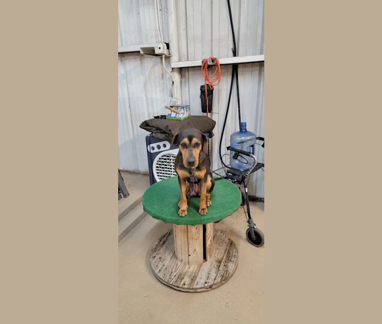 Gabby, a Catahoula Leopard Dog tested with EmbarkVet.com