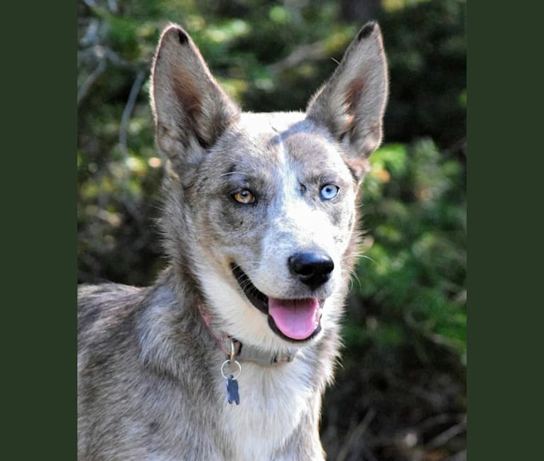 Rain, a Siberian Husky and Border Collie mix tested with EmbarkVet.com