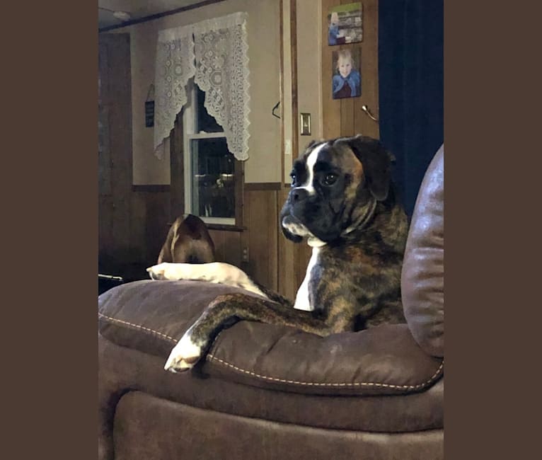 Photo of Kali, a Boxer  in Harmony, NC, USA