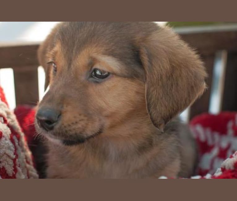 Teddy, a Golden Retriever and German Shepherd Dog mix tested with EmbarkVet.com