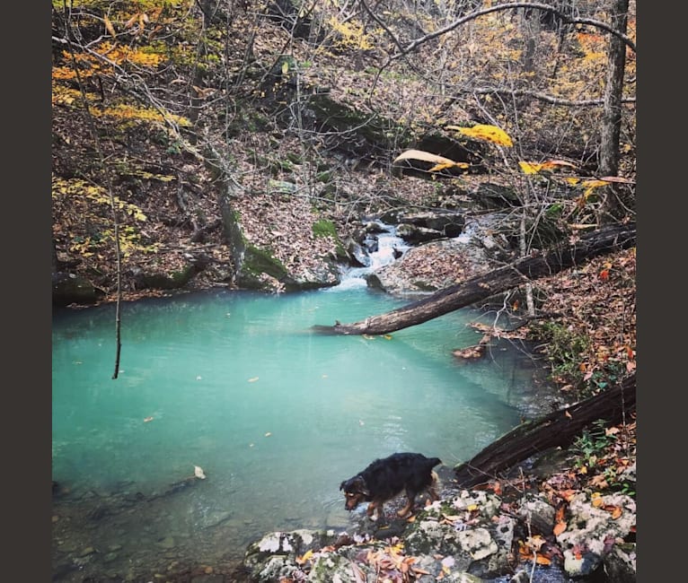 Photo of Hazel, a Chow Chow, Cocker Spaniel, Australian Shepherd, American Pit Bull Terrier, and Mixed mix in Little Rock, Arkansas, USA