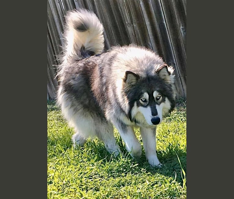 Kyla, a Siberian Husky tested with EmbarkVet.com