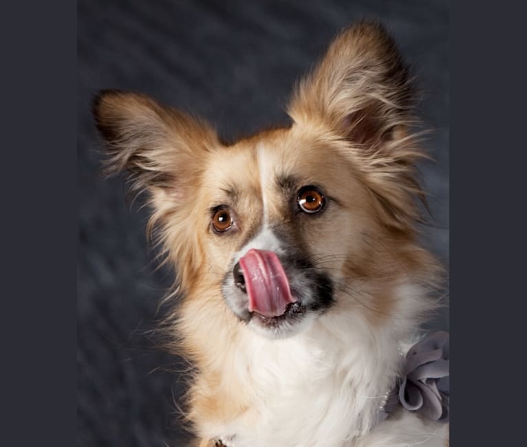 Siren, an American Eskimo Dog and American Pit Bull Terrier mix tested with EmbarkVet.com
