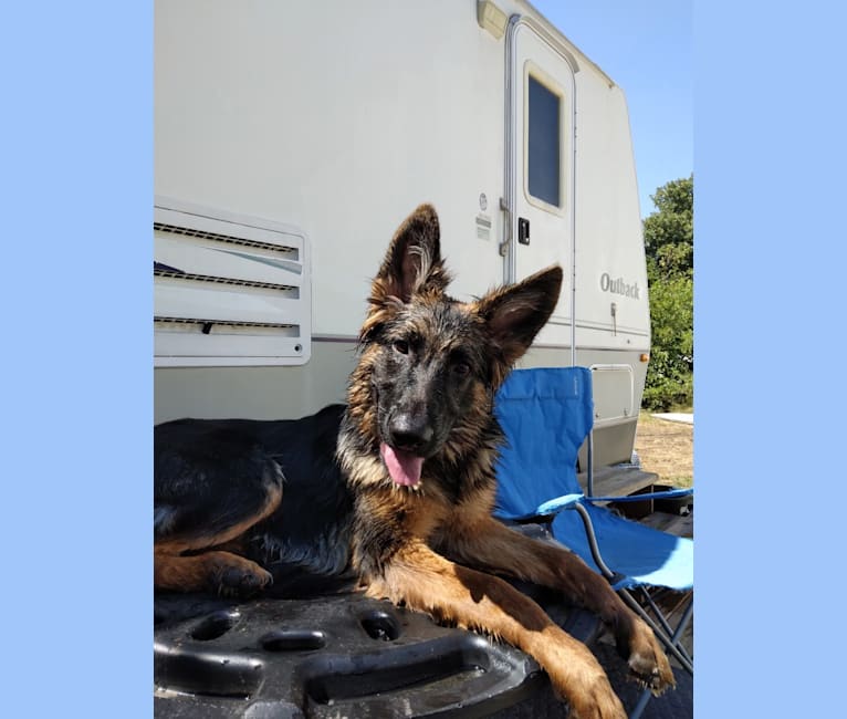 June Bug Gonzalez, a German Shepherd Dog tested with EmbarkVet.com