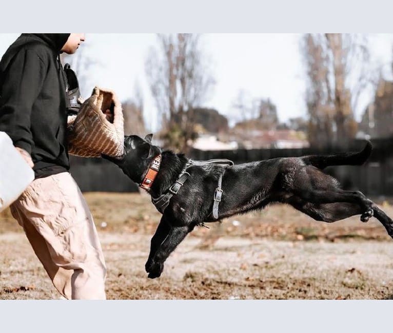Reaper, a Belgian Shepherd tested with EmbarkVet.com