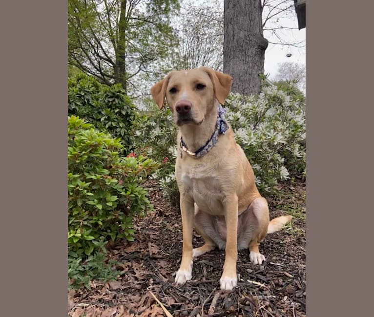 Photo of Willow, a Labrador Retriever, Treeing Walker Coonhound, Bluetick Coonhound, and Mixed mix in North Carolina, USA
