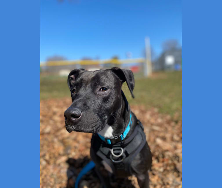 Photo of Zeuss, an American Pit Bull Terrier, Boxer, American Staffordshire Terrier, and Mixed mix in Marquette, Michigan, USA