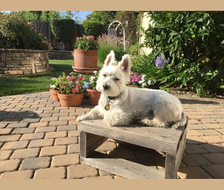Finney, a West Highland White Terrier tested with EmbarkVet.com