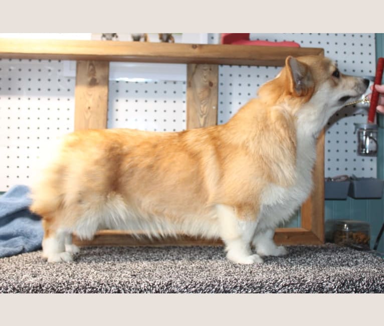 Lidia, a Pembroke Welsh Corgi tested with EmbarkVet.com