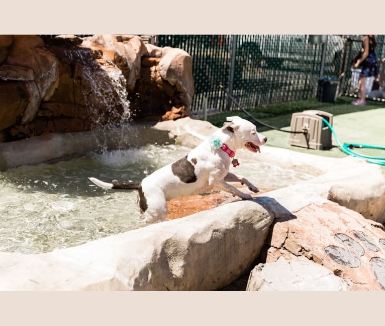 Luna, an American Pit Bull Terrier and American Staffordshire Terrier mix tested with EmbarkVet.com