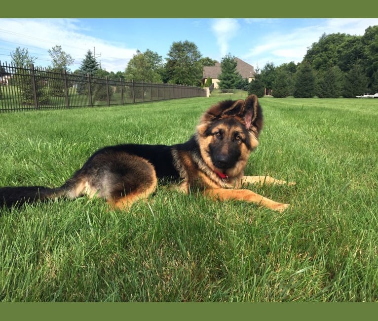 Moose, a German Shepherd Dog and Black Russian Terrier mix tested with EmbarkVet.com