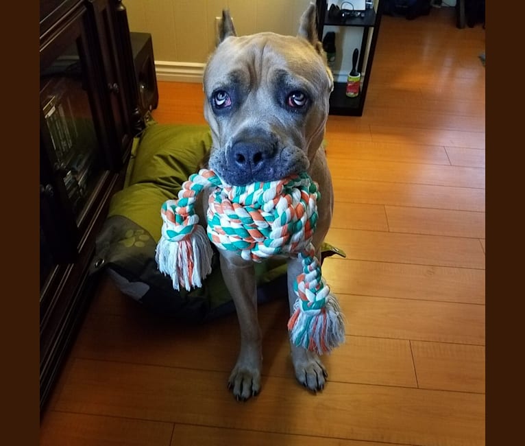 Dredd, a Cane Corso tested with EmbarkVet.com