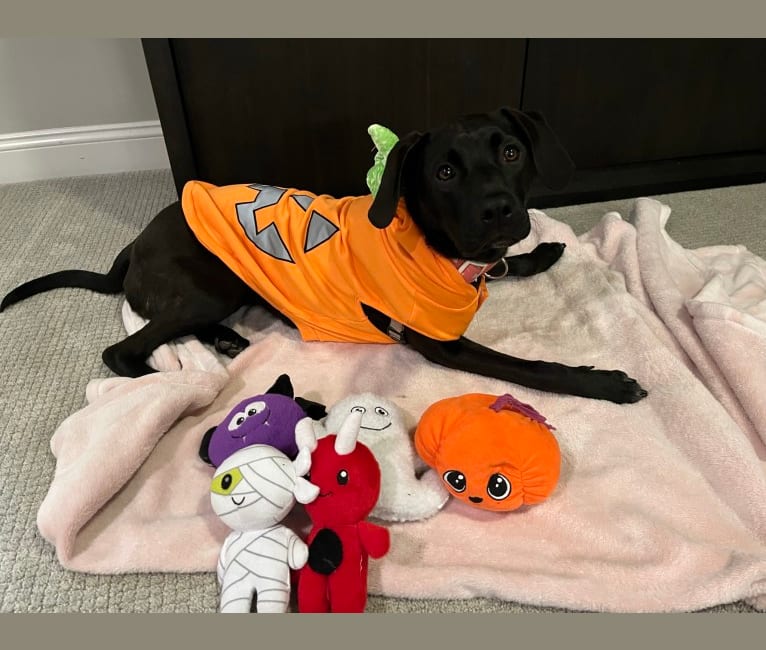 Birdie, a Labrador Retriever and Chinese Shar-Pei mix tested with EmbarkVet.com