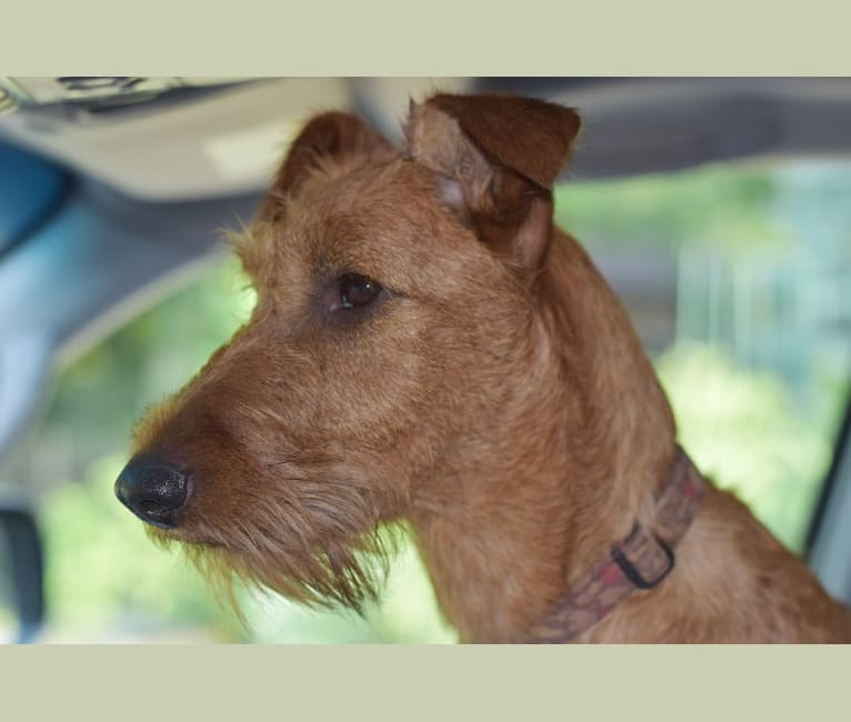 Arial Bupont Sheyna, an Irish Terrier tested with EmbarkVet.com