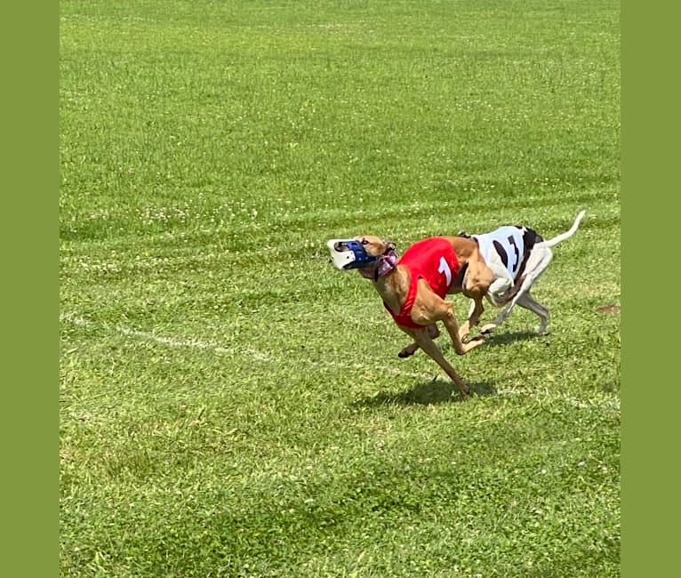 Holly, a Greyhound tested with EmbarkVet.com
