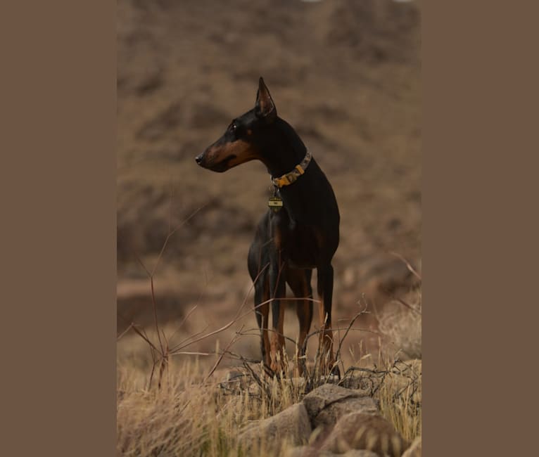 Tag, a Manchester Terrier (Standard) tested with EmbarkVet.com