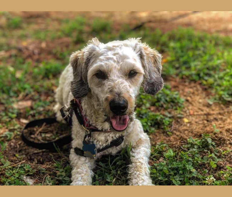 Chase, a Bichon Frise and Dachshund mix tested with EmbarkVet.com