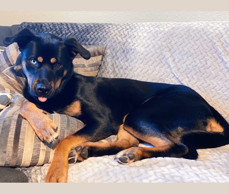 Siberian husky mixed with rottweiler clearance
