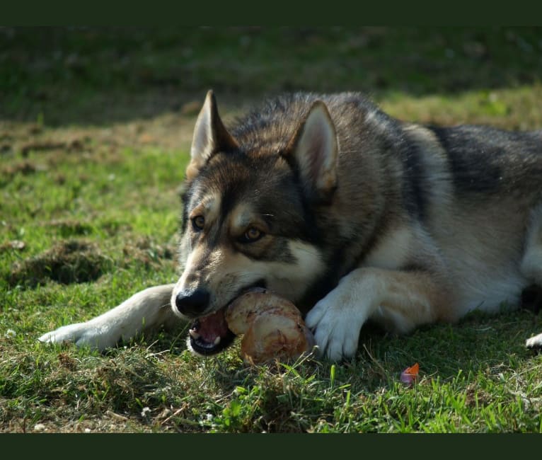 Kalen, a German Shepherd Dog and Siberian Husky mix tested with EmbarkVet.com