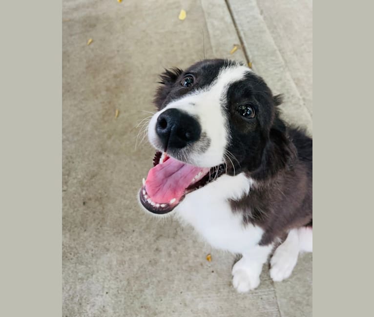 Quinn, a Border Collie and Australian Cattle Dog mix tested with EmbarkVet.com