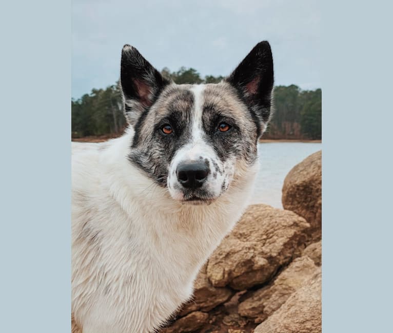 Photo of Iso, a Siberian Husky, Australian Cattle Dog, and Bulldog mix in Birmingham, Alabama, USA
