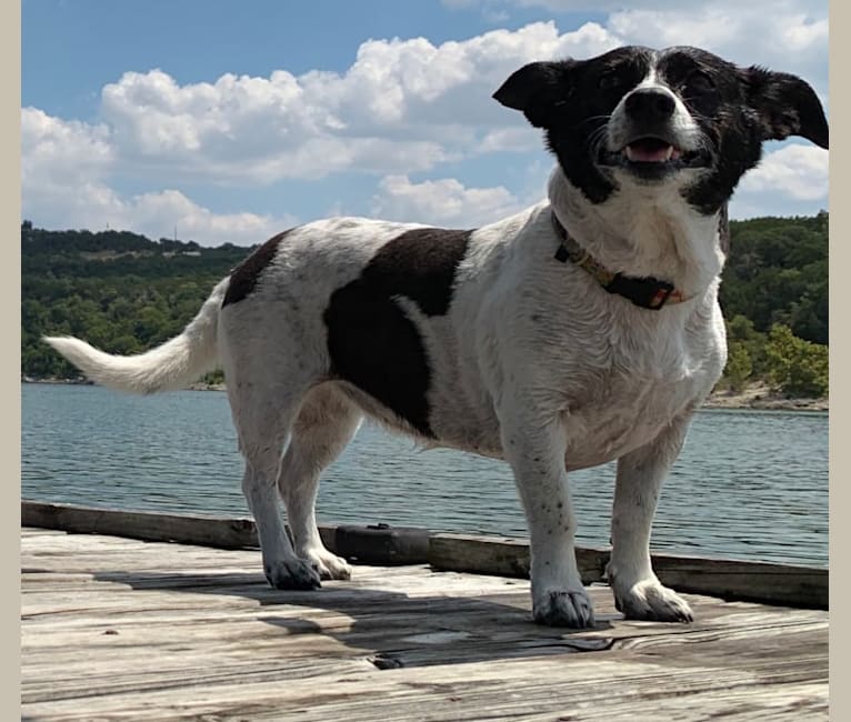 Dakota, a Pembroke Welsh Corgi and English Springer Spaniel mix tested with EmbarkVet.com