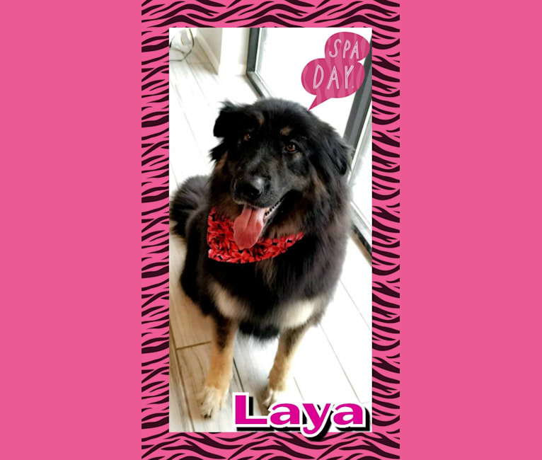 Layla, a German Shepherd Dog and Border Collie mix tested with EmbarkVet.com