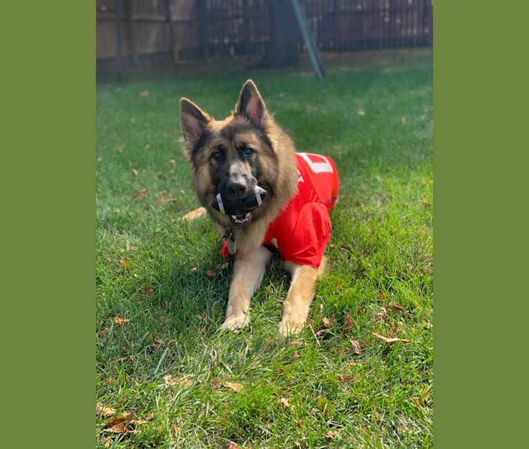 Rhett, a German Shepherd Dog tested with EmbarkVet.com