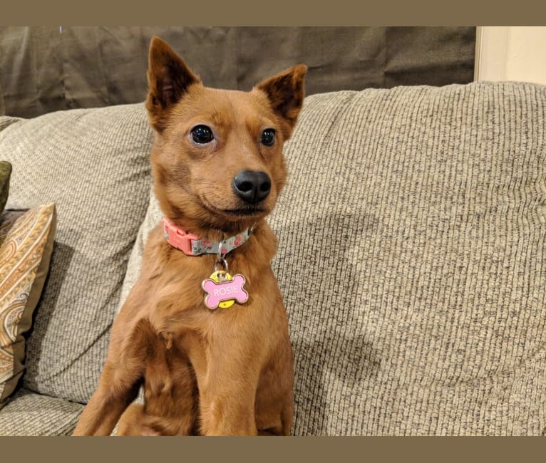 Shar pei rat terrier mix cheap