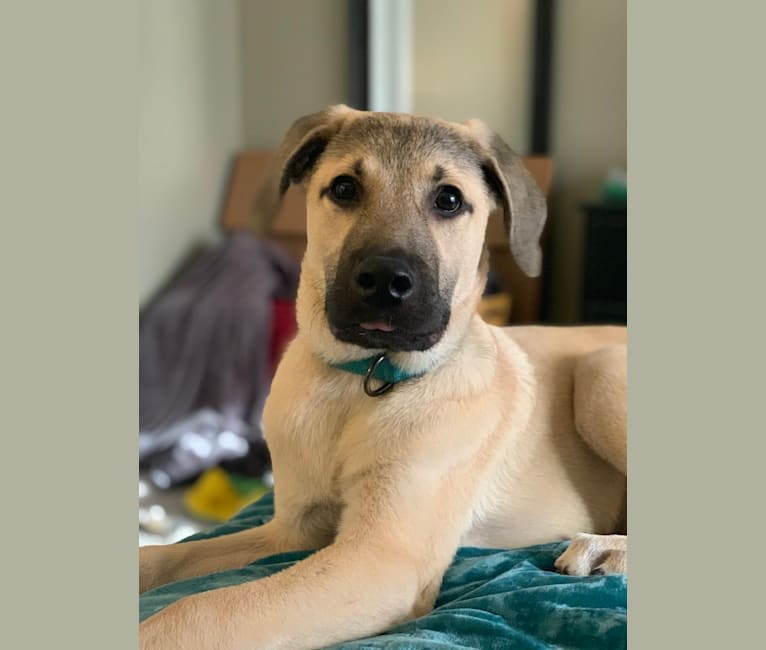 Gryffin, a Great Pyrenees and Mountain Cur mix tested with EmbarkVet.com