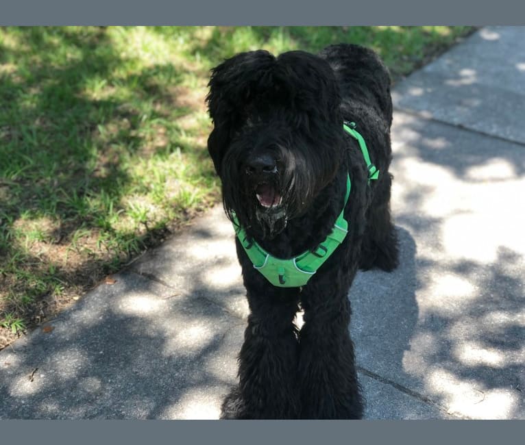 Leopold, a Newfypoo tested with EmbarkVet.com
