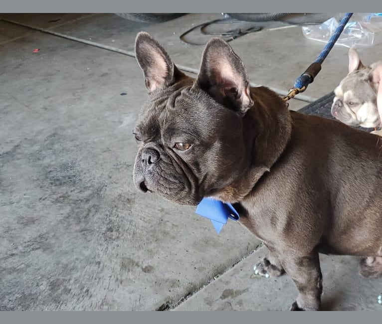 Photo of Diesel D, a French Bulldog  in Salt Lake City, UT, USA