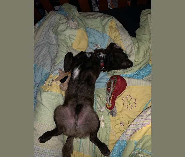 Photo of Thor, a Dachshund, Chihuahua, Poodle (Small), Pomeranian, Bichon Frise, and Maltese mix in Tacoma, Washington, USA