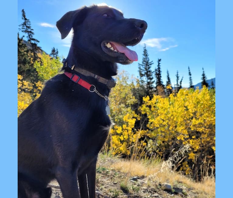 Phobos, a Labrador Retriever and Alaskan-type Husky mix tested with EmbarkVet.com