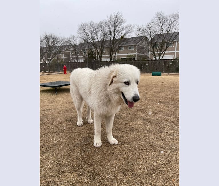 Looney “Chik’in Mini Bandit” Bear, a Great Pyrenees tested with EmbarkVet.com