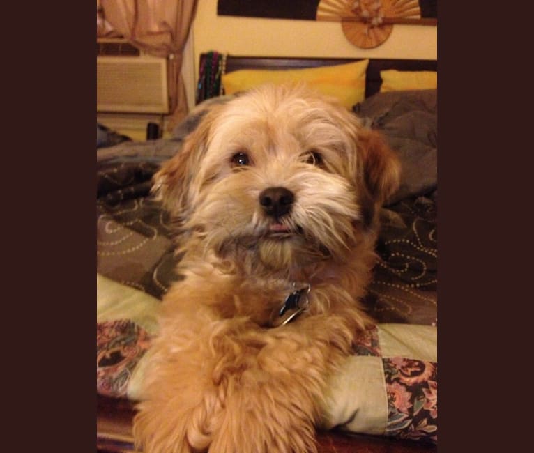 Roscoe, a Rat Terrier and Lhasa Apso mix tested with EmbarkVet.com