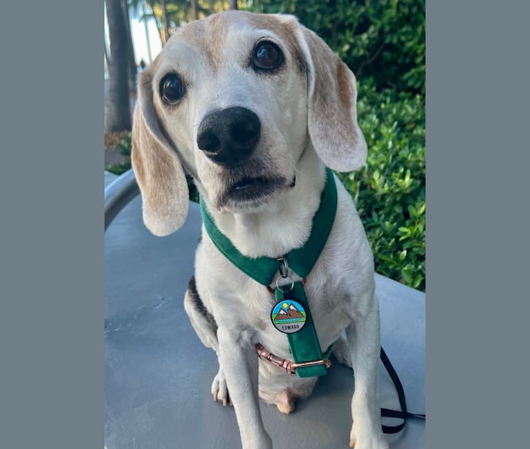 Edward, a Beagle and Russell-type Terrier mix tested with EmbarkVet.com