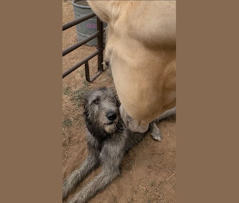 Photo of Brynn, an Irish Wolfhound  in Amarillo, Texas, USA