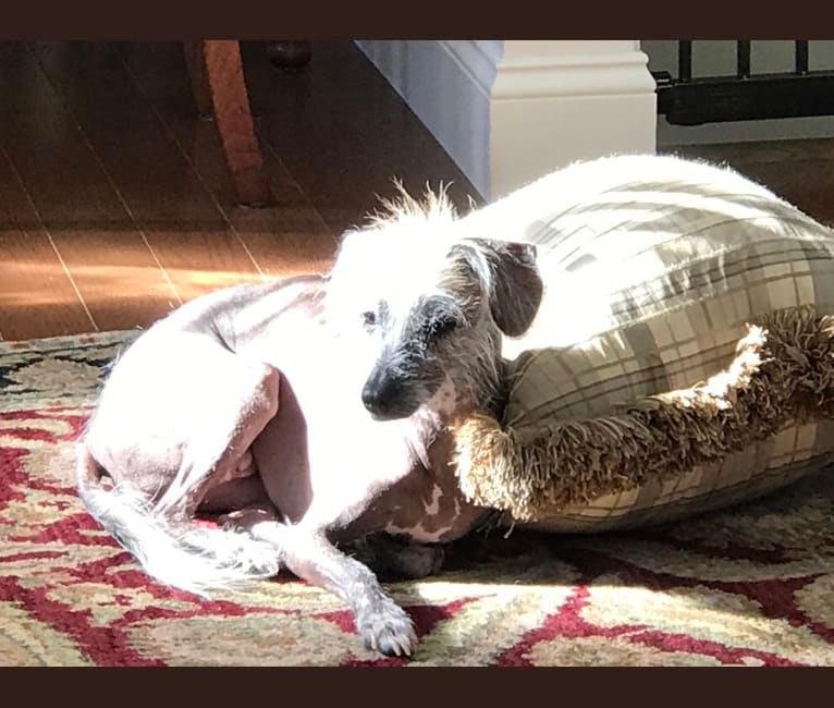 Chinese crested deals beagle mix