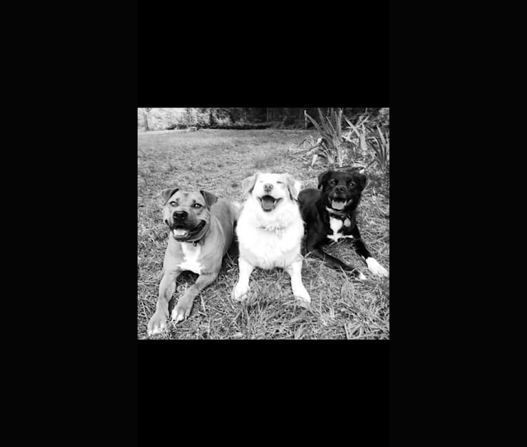 Photo of Kronos, an American Pit Bull Terrier, Rat Terrier, Pekingese, and Mixed mix in Charlotte, North Carolina, USA