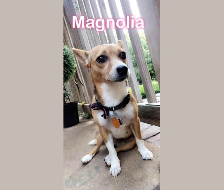 Photo of Magnolia May, a Pembroke Welsh Corgi, Chihuahua, Yorkshire Terrier, and Pomeranian mix in Enid, Oklahoma, USA