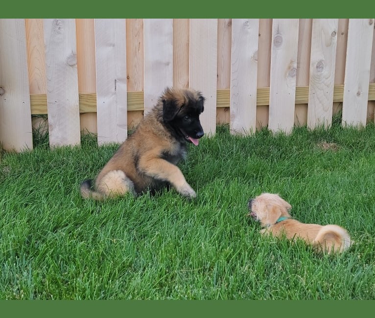 Stryder, an Eastern European Village Dog tested with EmbarkVet.com