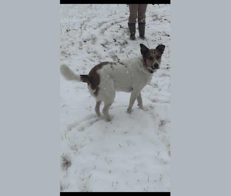Charlie, a German Shepherd Dog and Labrador Retriever mix tested with EmbarkVet.com