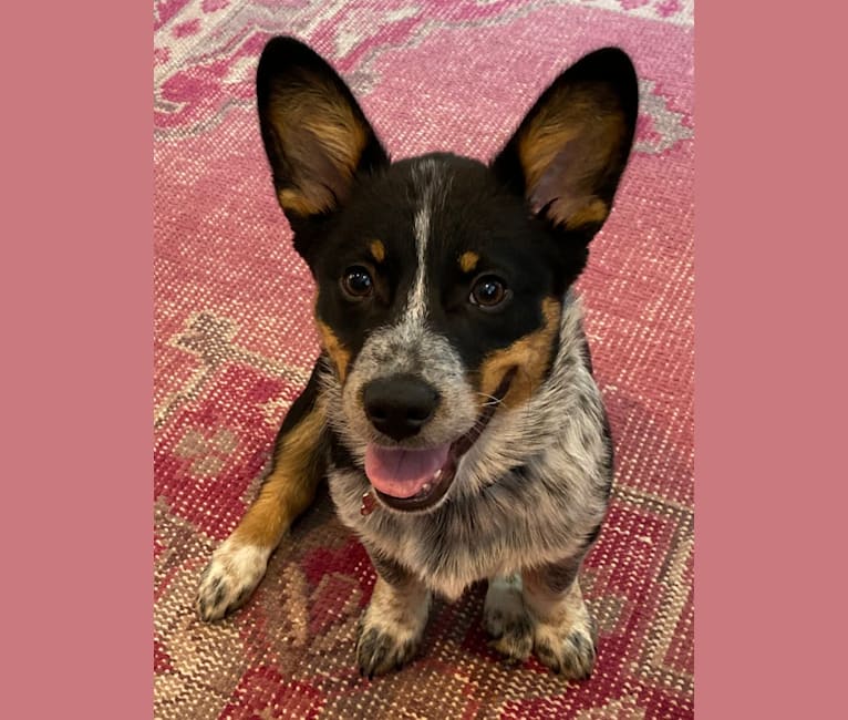 Blue heeler and corgi mix top