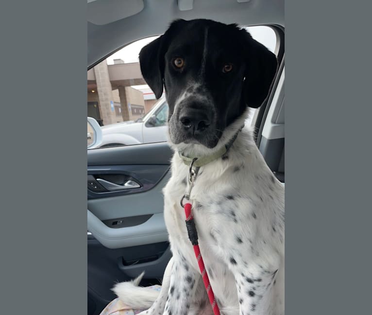 Short haired pyrenees online