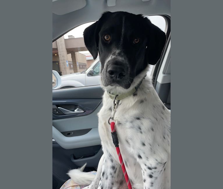 Toby, a German Shorthaired Pointer and Great Pyrenees mix tested with EmbarkVet.com