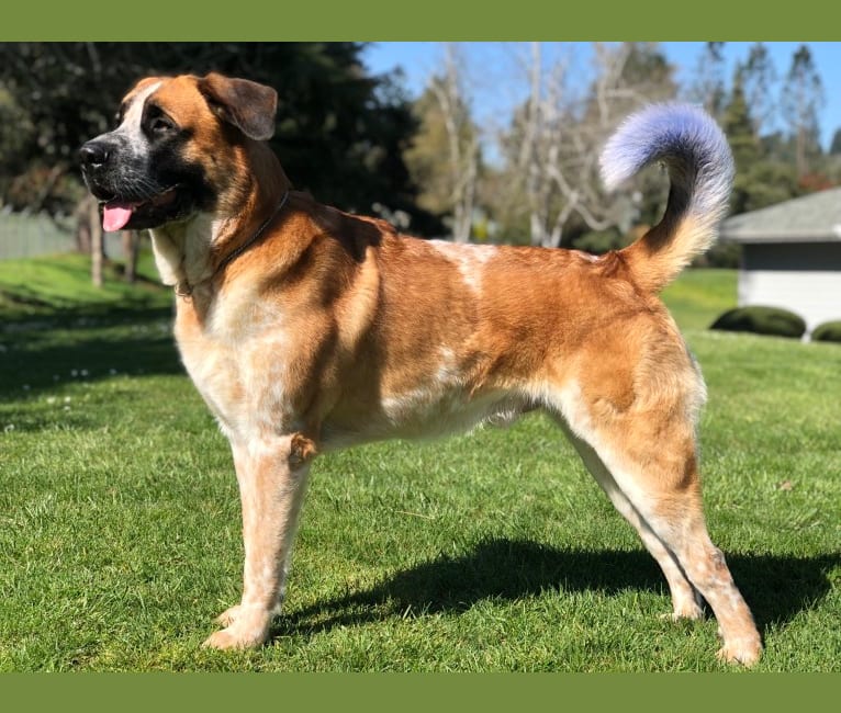Nova, a Saint Bernard and German Shepherd Dog mix tested with EmbarkVet.com