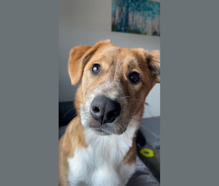 Willow, an Australian Cattle Dog and Boxer mix tested with EmbarkVet.com