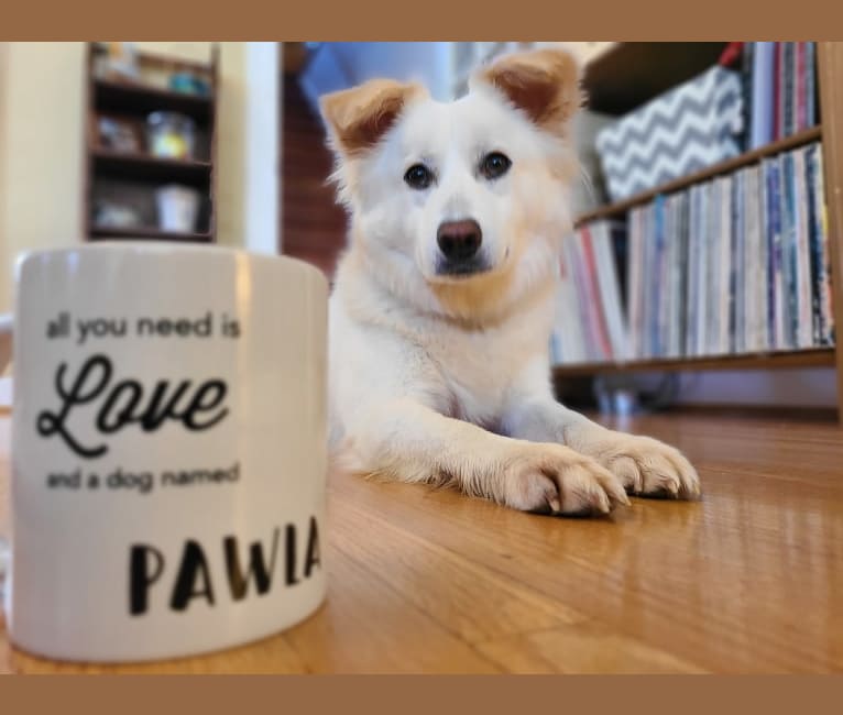 Pawla, a Japanese or Korean Village Dog tested with EmbarkVet.com