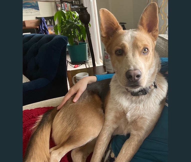 Remus, an Australian Cattle Dog and Chow Chow mix tested with EmbarkVet.com